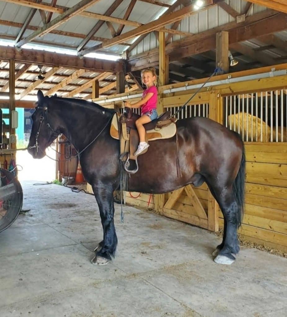 hero-draft-horses-family