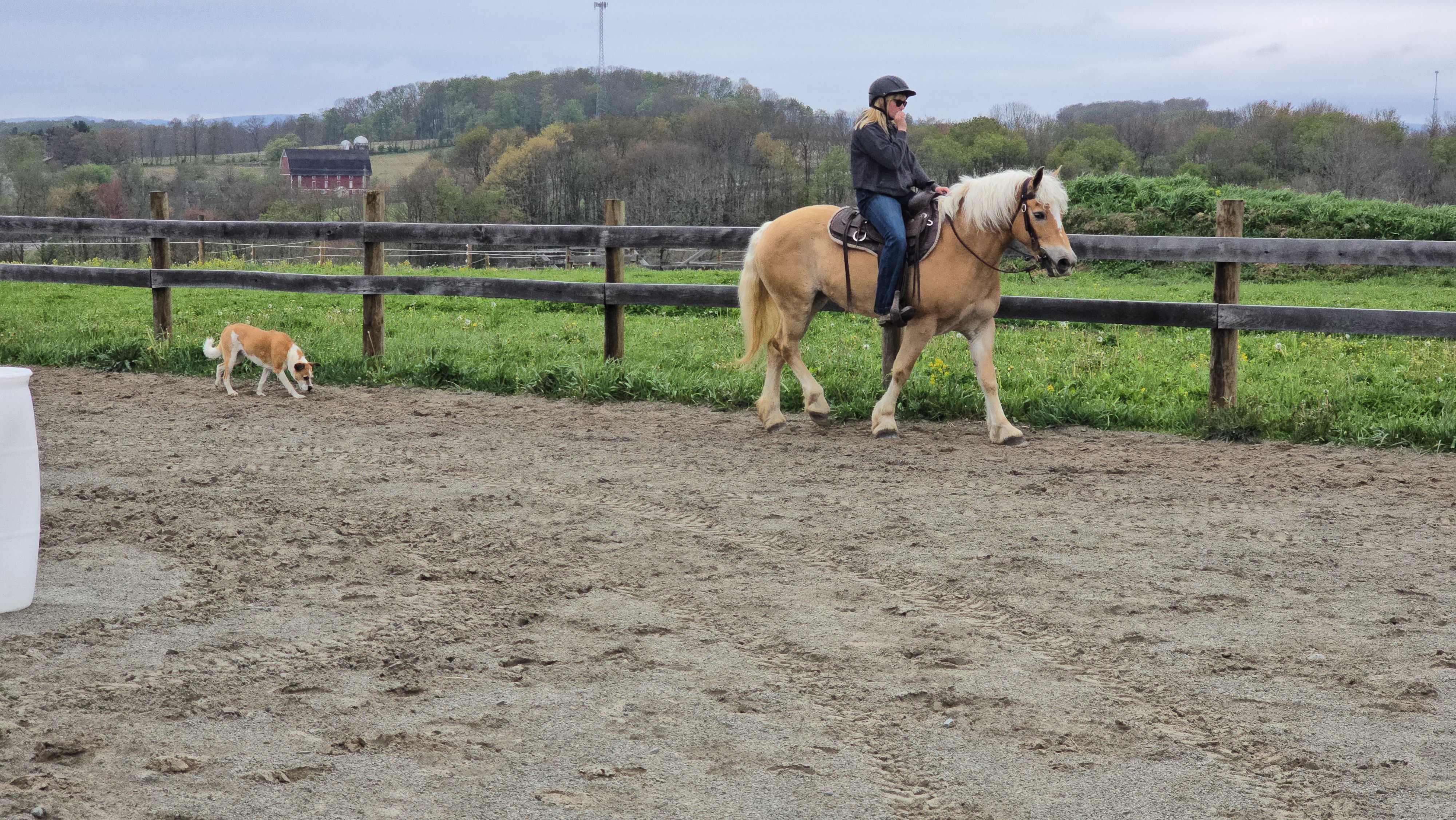 Pending sale “Buttercup.  Registered halflinger mare