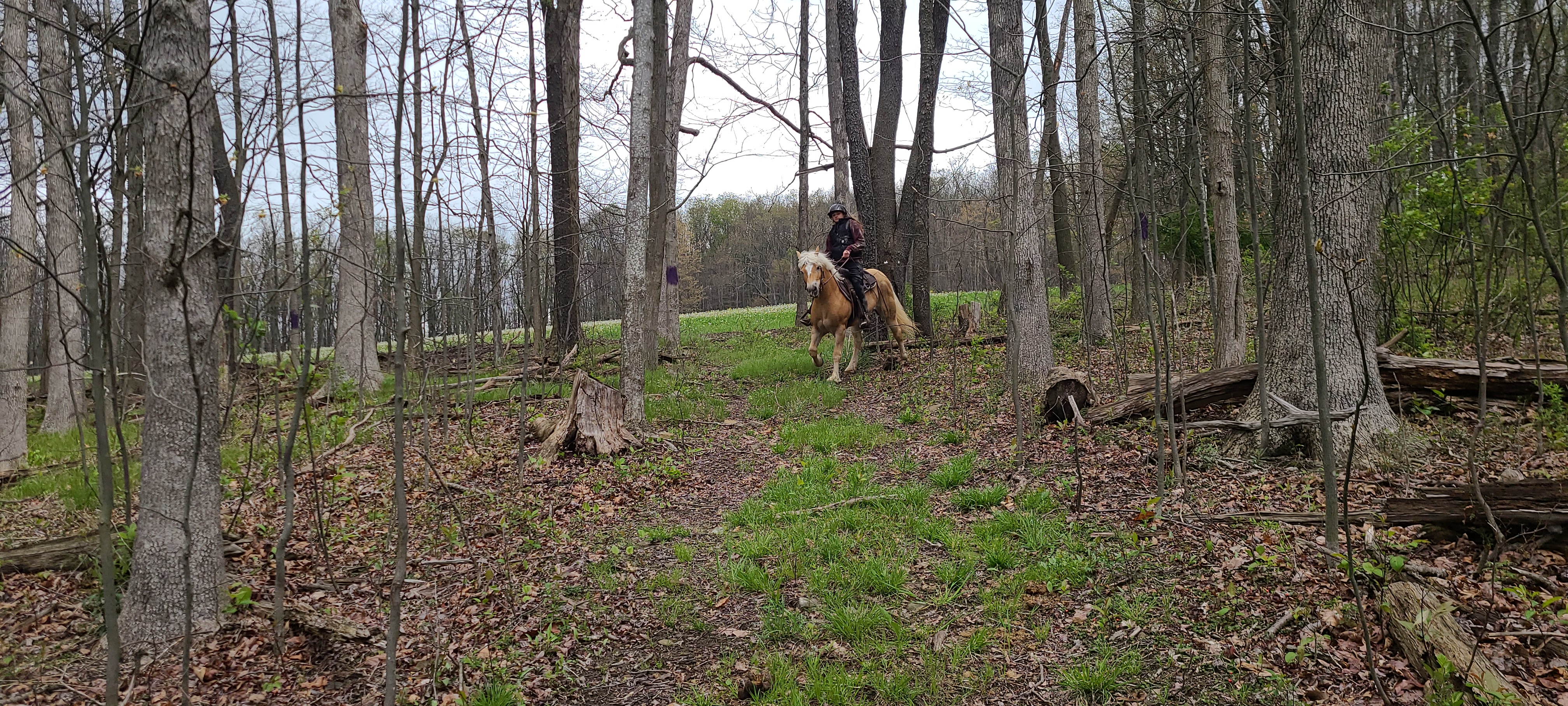 Pending sale “Buttercup.  Registered halflinger mare